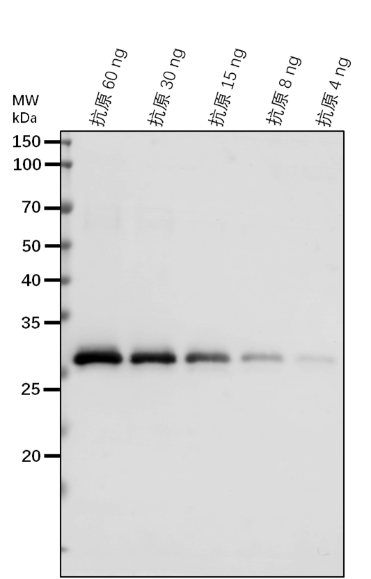 Anti-BZR1/ Protein BRASSINAZOLE-RESISTANT 1