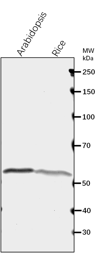 Anti-ATP1/ ATP Synthase Subunit 1, mitochondrial