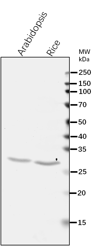 Anti-COX2/ Cytochrome c oxidase subunit 2