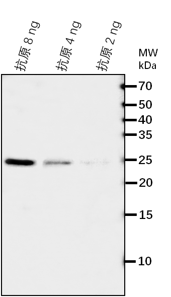 Anti-DLD/D-lactate dehydrogenase [cytochrome], mitochondrial