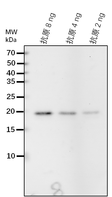 Anti-ABI5/ Abscisic acid insensitive 5