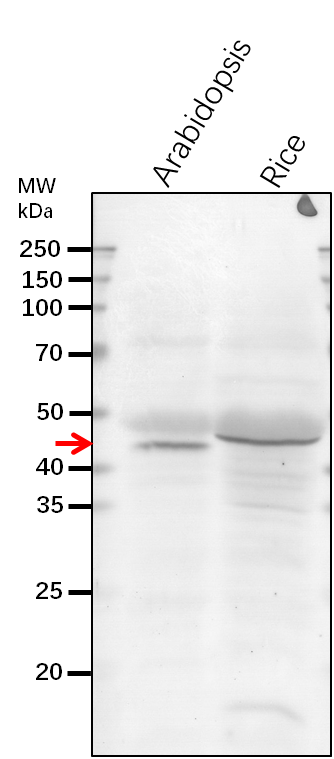 Anti-KING1/ SNF1-related protein kinase regulatory subunit g