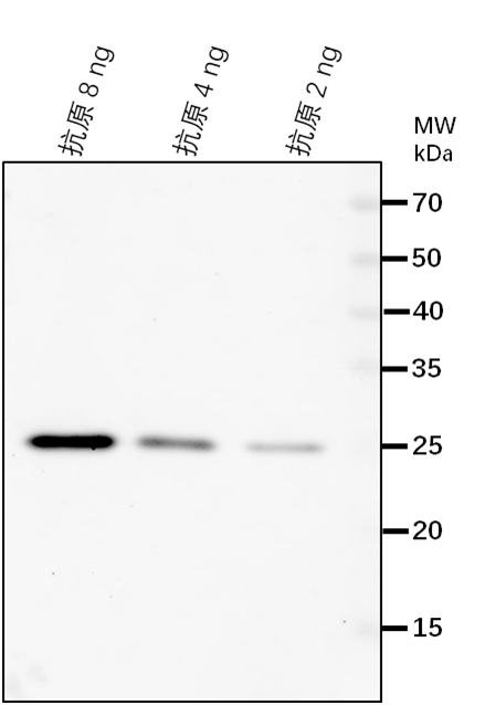 Anti-Amidase family protein