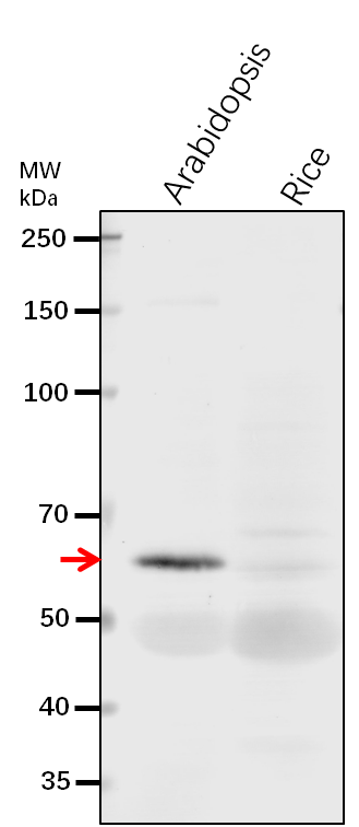 Anti-DHAD/ Dihydroxy-acid dehydratase, chloroplastic