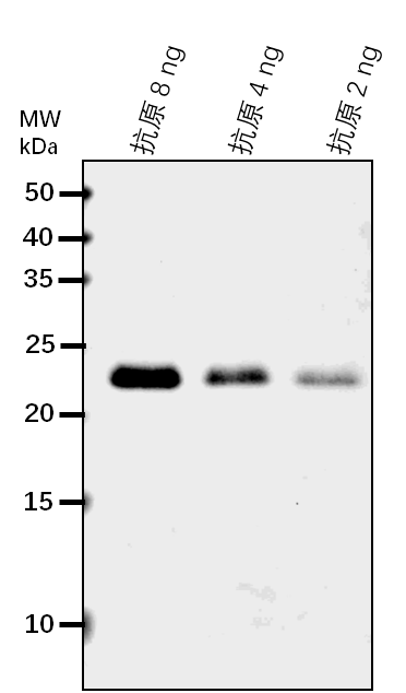 Anti-DCL1/ Endoribonuclease Dicer homolog 1