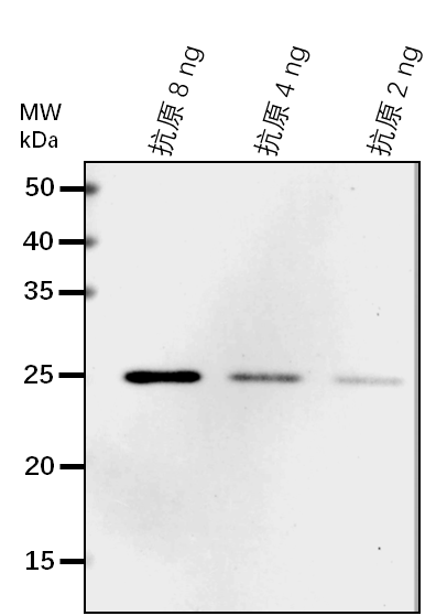 Anti-DCL3/ Endoribonuclease Dicer homolog 3