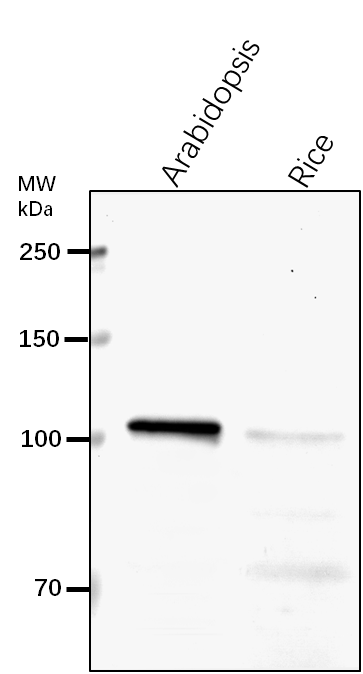 Anti-SECA1/ Protein translocase subunit SECA1, chloroplastic
