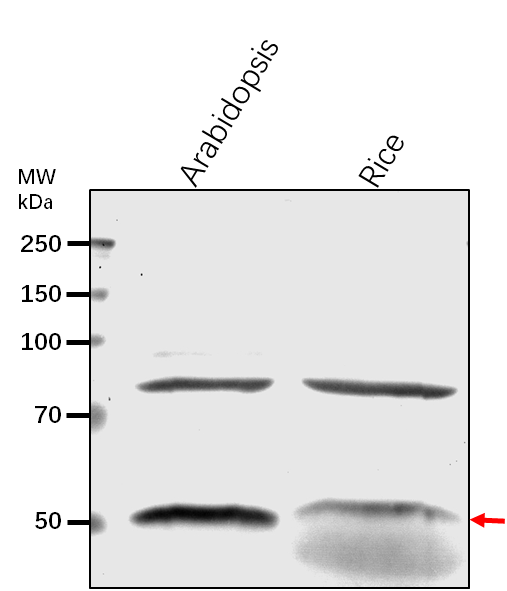 Anti-RPT2A/ 26S proteasome regulatory subunit 4 homolog A