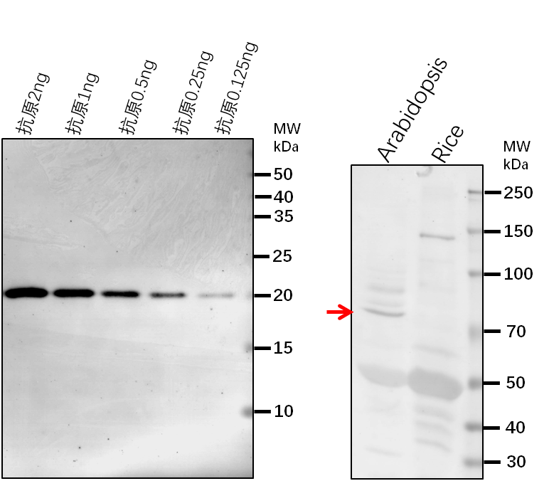 Anti-JAC1/ AUXILIN-LIKE6