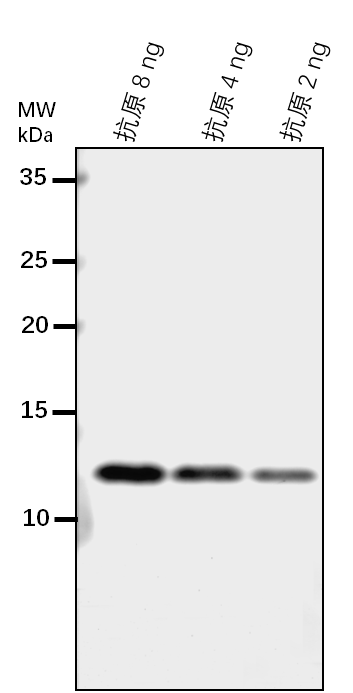 Anti-MPT3/ Mitochondrial phosphate carrier protein 3