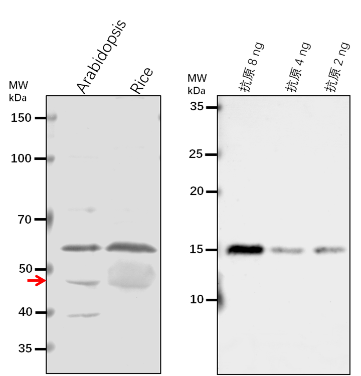 Anti-SIA2/ Sialyltransferase-like protein 2