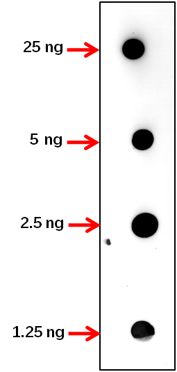 Anti-TPR2/ Topless-related protein 2