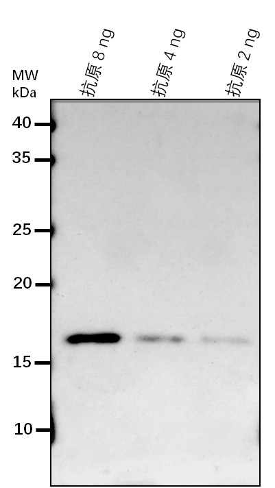 Anti-QUA1/ Galacturonosyltransferase 8