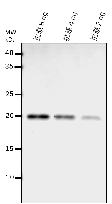 Anti-CRTISO/ Prolycopene isomerase, chloroplastic