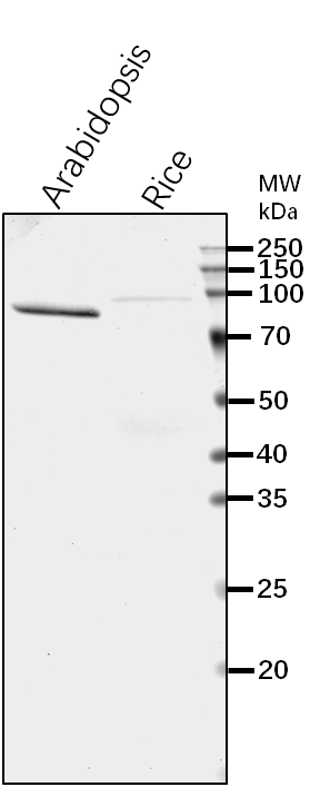 Anti-γCOP/ Coatomer subunit gamma