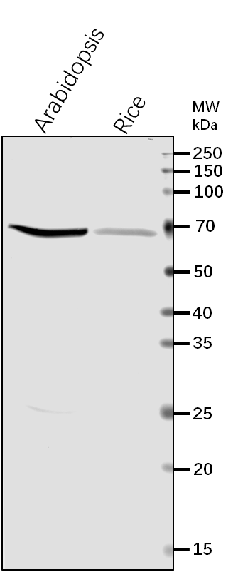 Anti-HSP70-3/ Heat shock 70 kDa protein 3