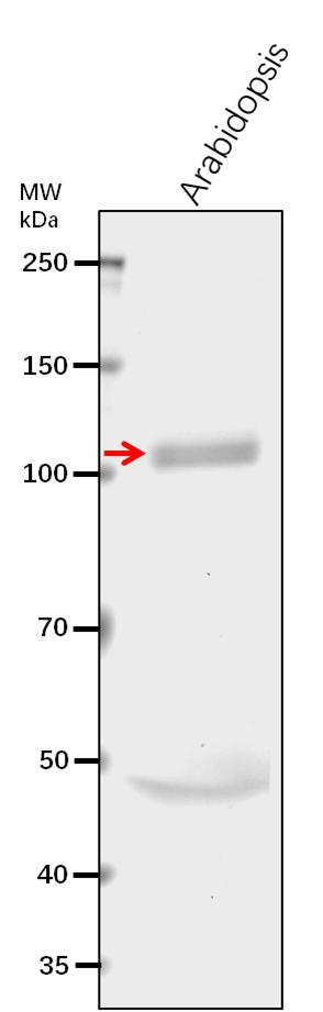 Anti-CESA1/ Cellulose synthase A catalytic subunit 1 [UDP-fo