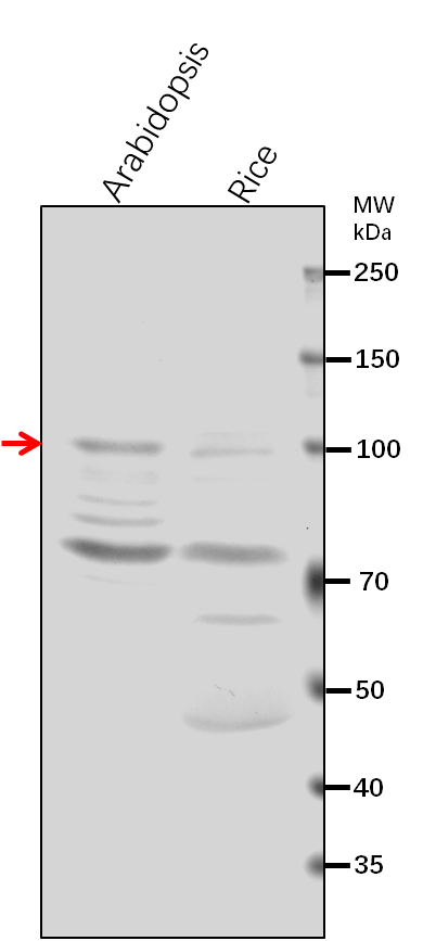Anti-ADL6/DRP2A/ Dynamin-related protein 2A
