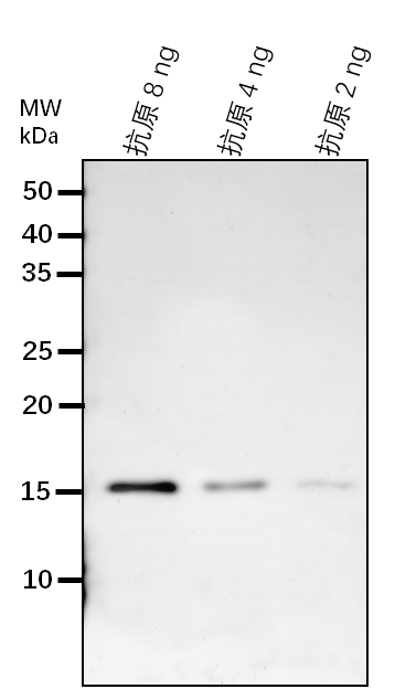 Anti-SDH6/ Succinate dehydrogenase subunit 6, mitochondrial