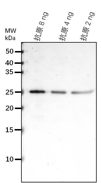 Anti-MIC60/ MICOS complex subunit MIC60, mitochondrial