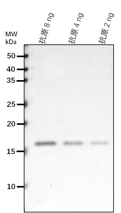 Anti-HSCB/ Iron-sulfur cluster co-chaperone protein HscB hom