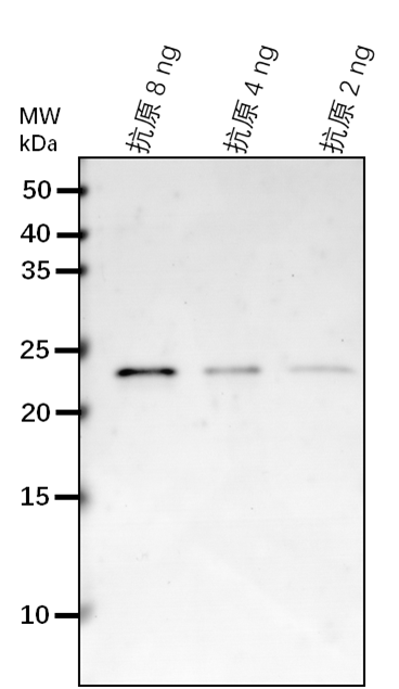 Anti-GDH1/ Glutamate dehydrogenase 1