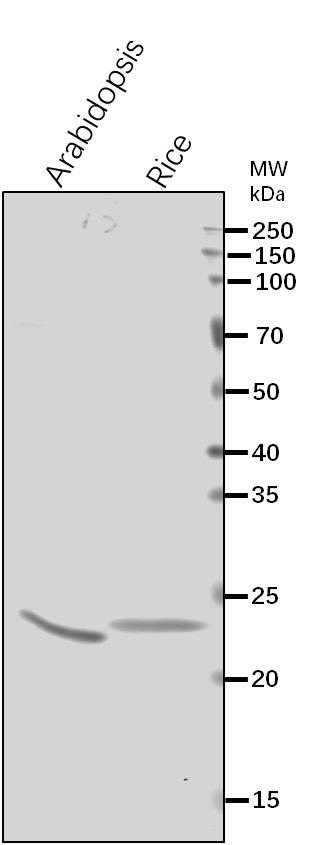 Anti-Lhca3/Photosystem I chlorophyll a/b-binding protein 3-1