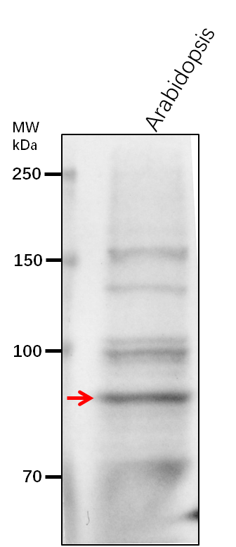 Anti-ARC5/ Dynamin-like protein ARC5