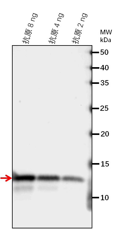 Anti-AHA2/ ATPase 2, plasma membrane-type