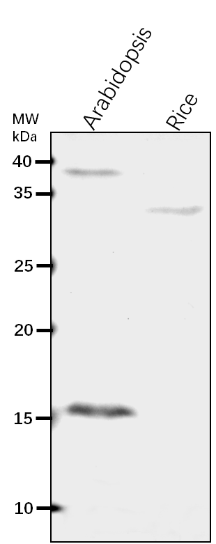 Anti-PRXQ/ Peroxiredoxin Q, chloroplastic