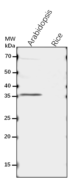 Anti-ANN1/ Annexin D1
