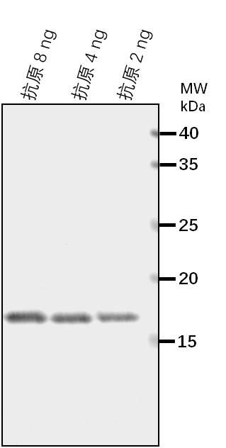 Anti-PXG3/ Probable peroxygenase 3