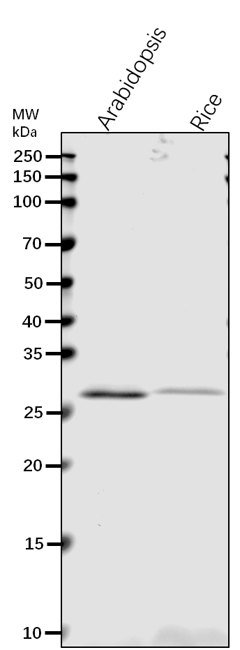 Anti-VHA-D/ V-type proton ATPase subunit D