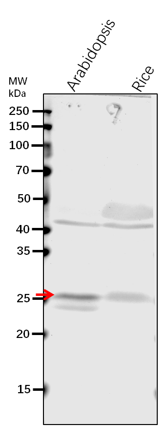 Anti-THF1/ Protein THYLAKOID FORMATION 1, chloroplastic
