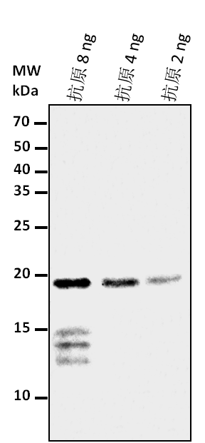 Anti-CENH3/ Histone H3-like centromeric protein CENH3