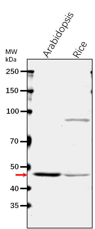 Anti-FUM1/ Fumarate hydratase 1, mitochondrial