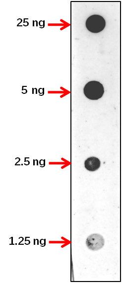 Anti-NAC089/ NAC domain-containing protein 89