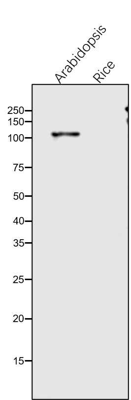 Anti-SOQ1/ Suppressor of quenching 1 rabbit antibody