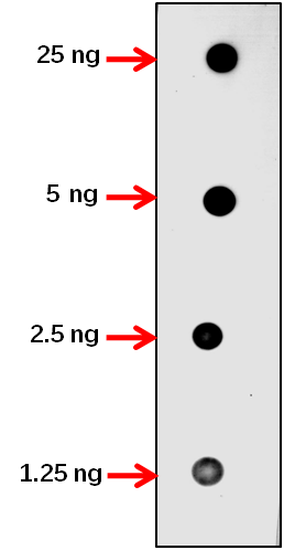 Anti-DMT1/ DNA (cytosine-5)-methyltransferase 1