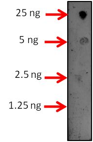 Anti-HSFA1A/ Heat stress transcription factor A-1a