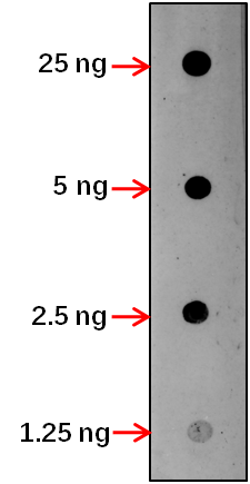 Anti-CKA1/ Casein kinase II subunit alpha-1