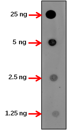 Anti-ABI1/ Protein phosphatase 2C 56