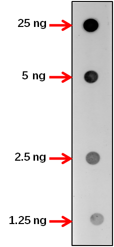 Anti-BRI1/ Protein BRASSINOSTEROID INSENSITIVE 1