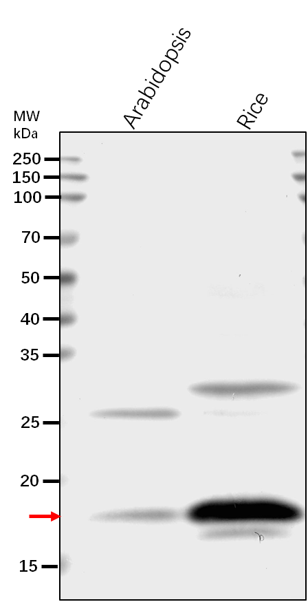 Anti-H2B/ Histone H2B.6