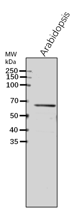 Anti-HD1/HDA19/ Histone deacetylase 19