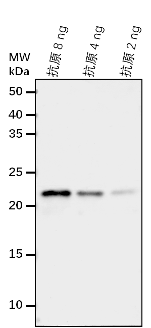 Anti-MSRA3/ Peptide methionine sulfoxide reductase A3
