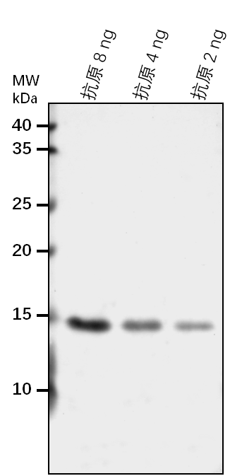 Anti-VDAC5/ Mitochondrial outer membrane protein porin 5