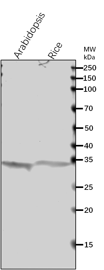 Anti-LFNR2/ Ferredoxin--NADP reductase, leaf isozyme 2