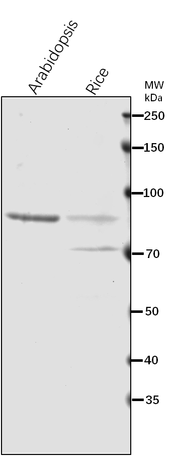 Anti-SUS1/ Sucrose synthase 1