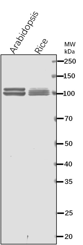 Anti-PPC2/ Phosphoenolpyruvate carboxylase 2